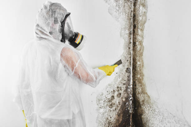 Best Black Mold Remediation in East Hemet, CA