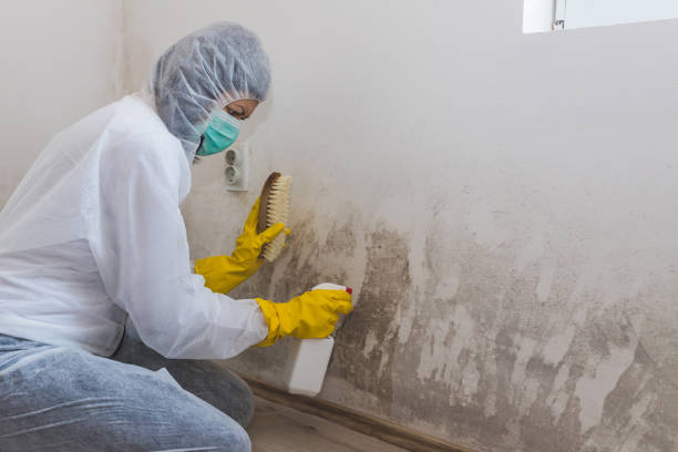 Best Mold Testing and Inspection Services in East Hemet, CA