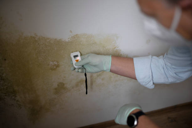 Best Crawl Space Mold Remediation in East Hemet, CA