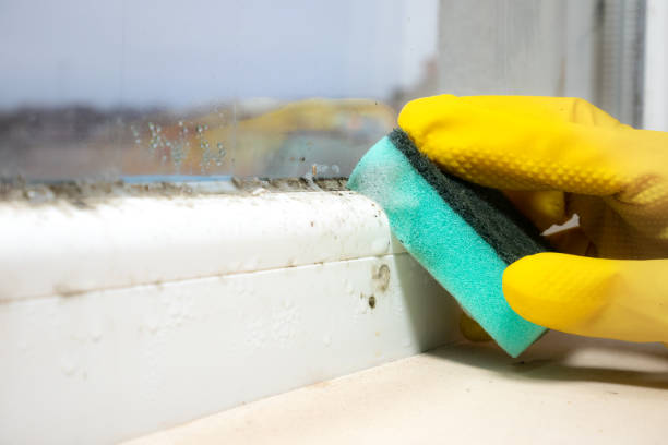 Best Commercial Mold Remediation in East Hemet, CA