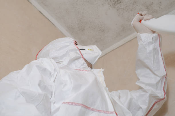 Best Mold Testing and Inspection Services in East Hemet, CA