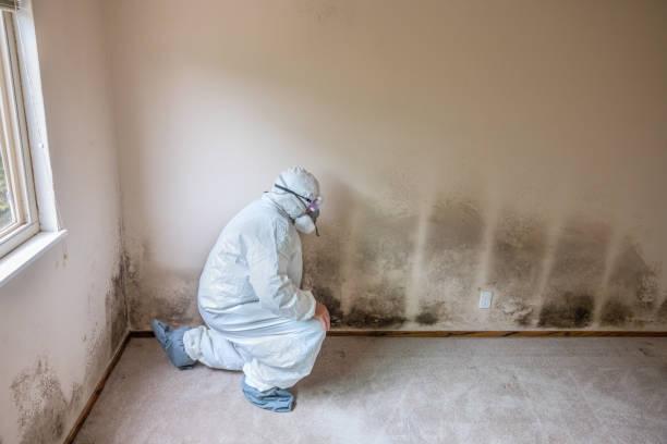 East Hemet, CA Mold Remediation Company