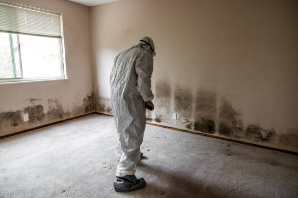 Best Industrial Mold Remediation in East Hemet, CA