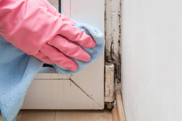 Best Mold Remediation for Schools in East Hemet, CA
